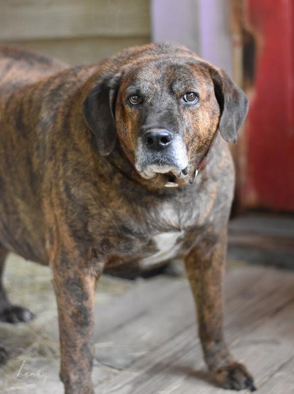 Henry Lee thumbnail 5