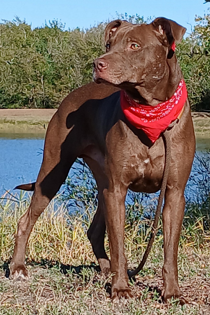 Enlarge Brownie -  Loves to play fetch!! (NH-9981267), a Adoptable mixed breed in Windham, NH image 4/6
