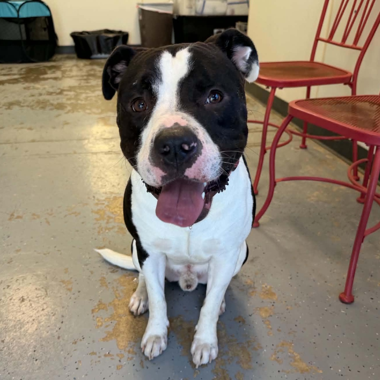 Enlarge Marshall, a Adoptable mixed breed in Martinsville, IN image 2/2