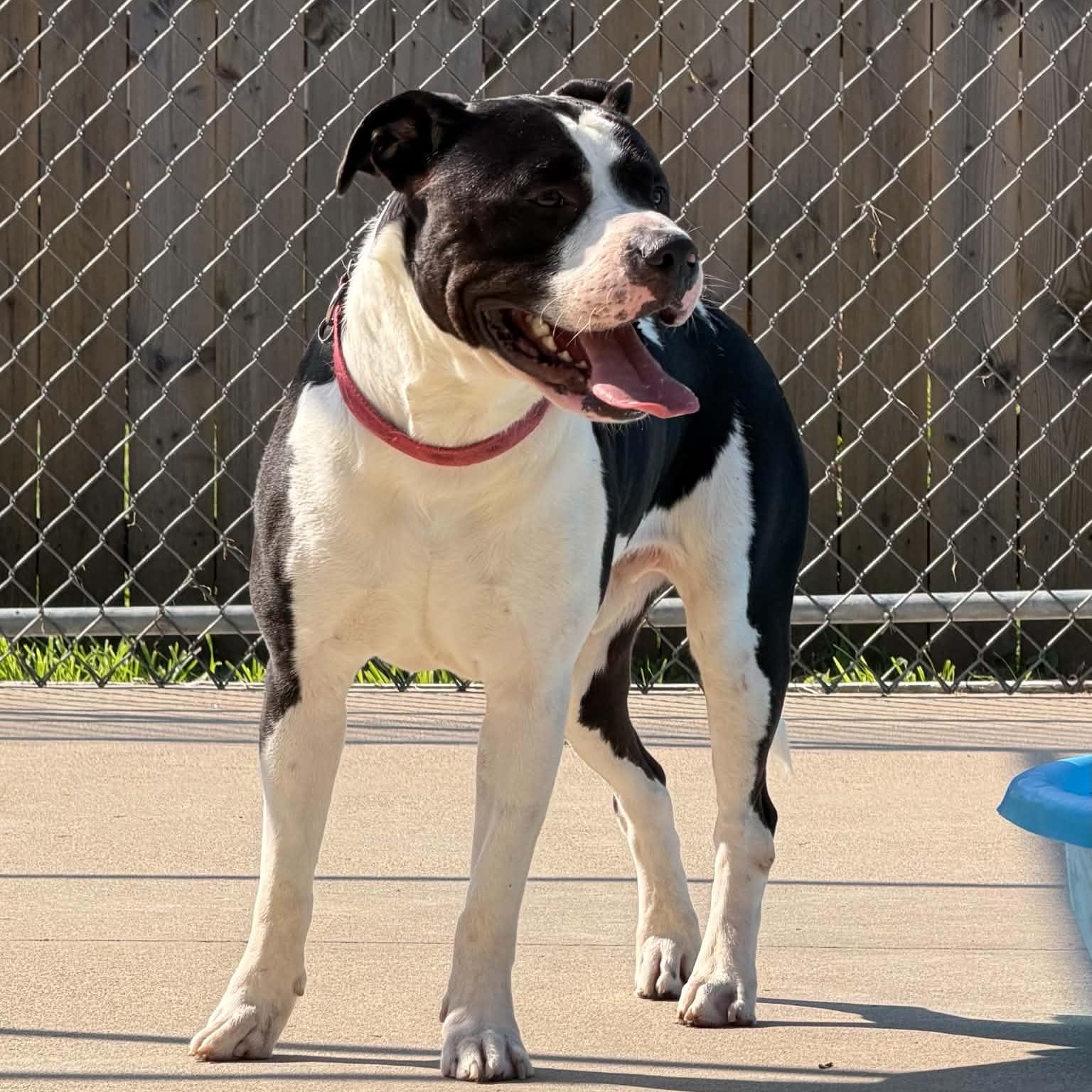 Marshall, ADOPTABLE, Adult Male Pit Bull Terrier.