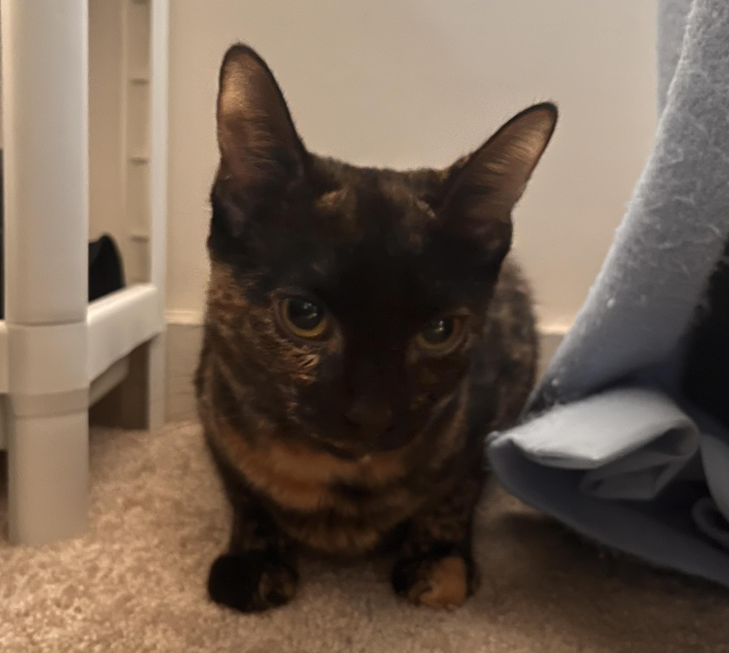 Adopted! Penelope (part of a pair)