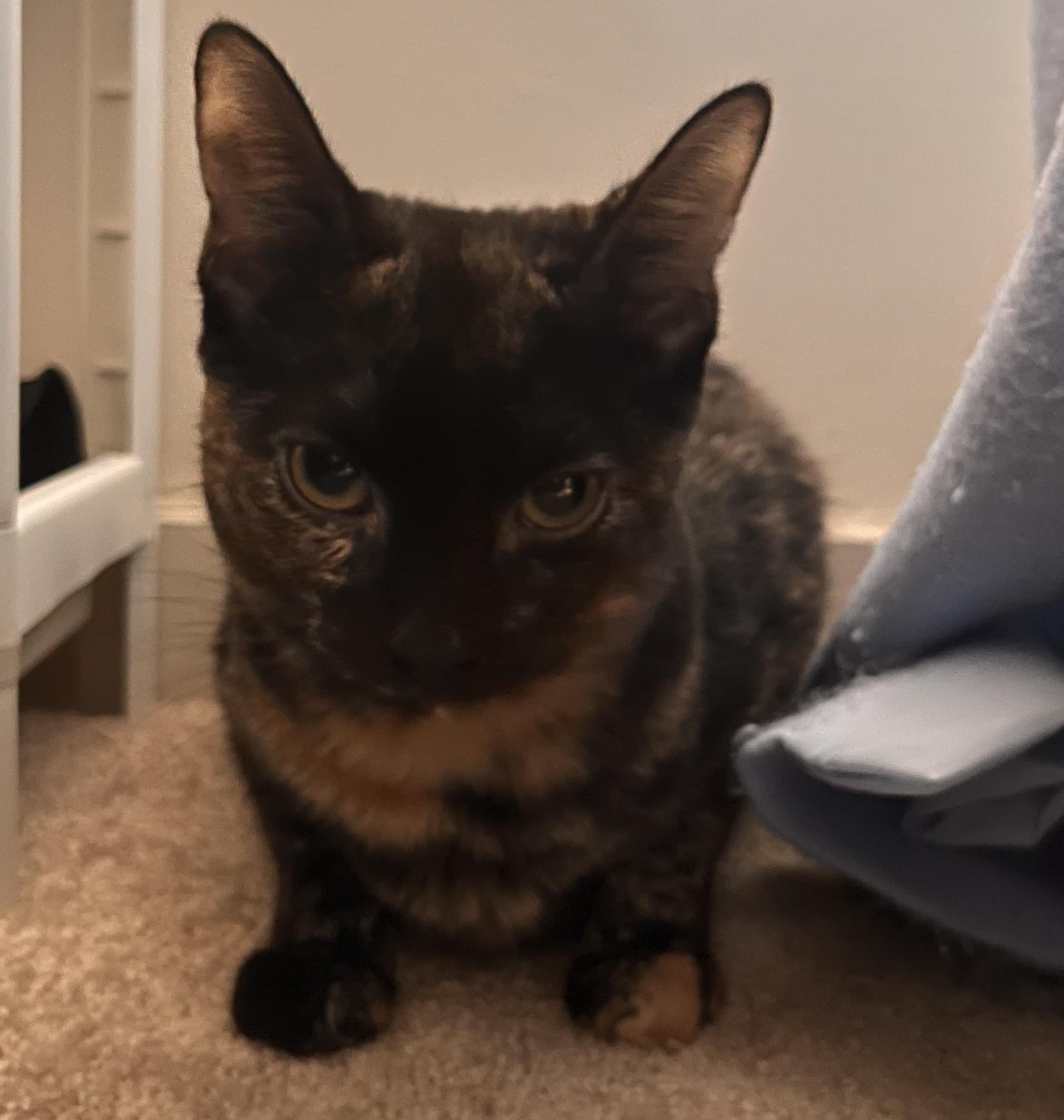 Adopted! Penelope (part of a pair)