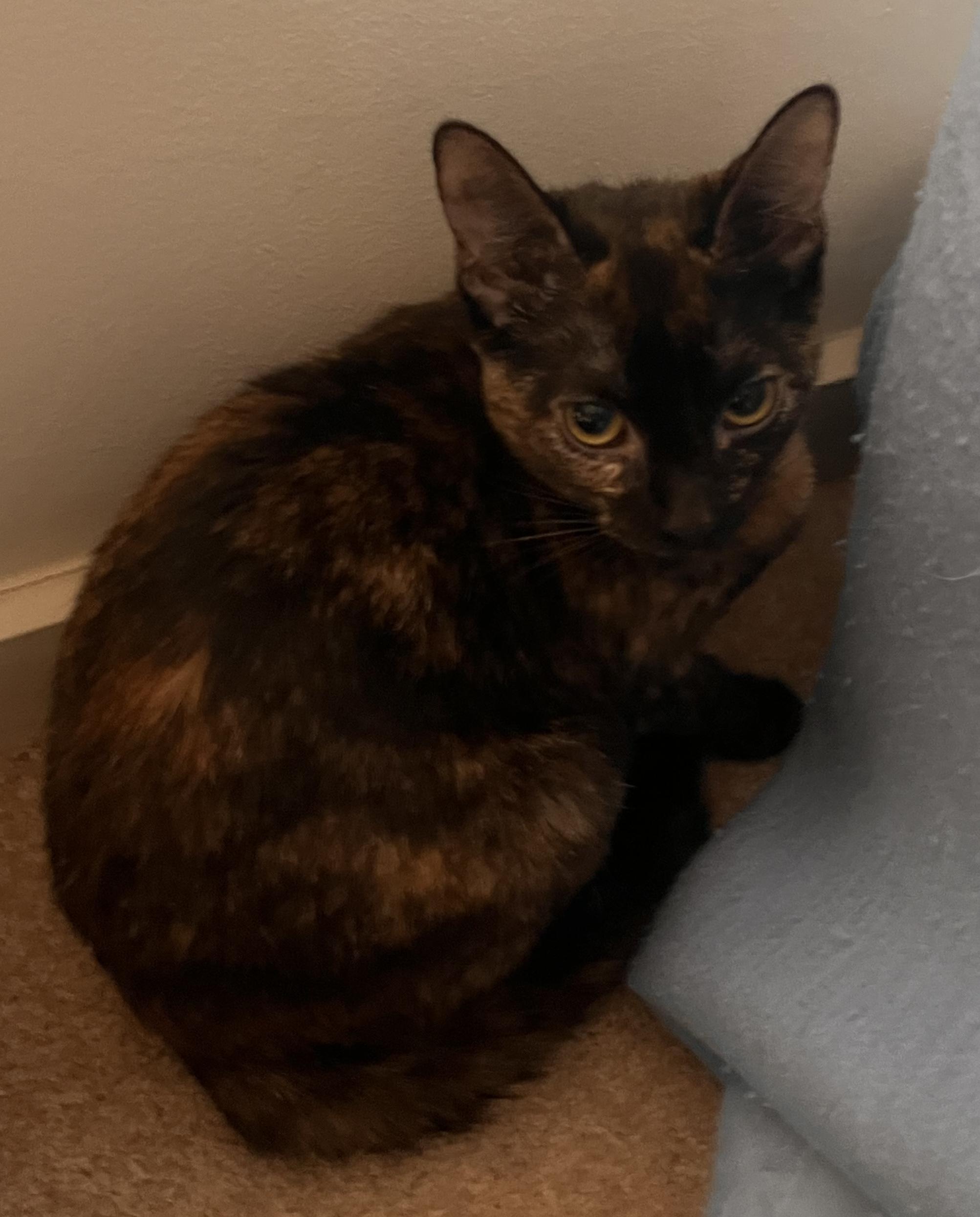 Adopted! Penelope (part of a pair)