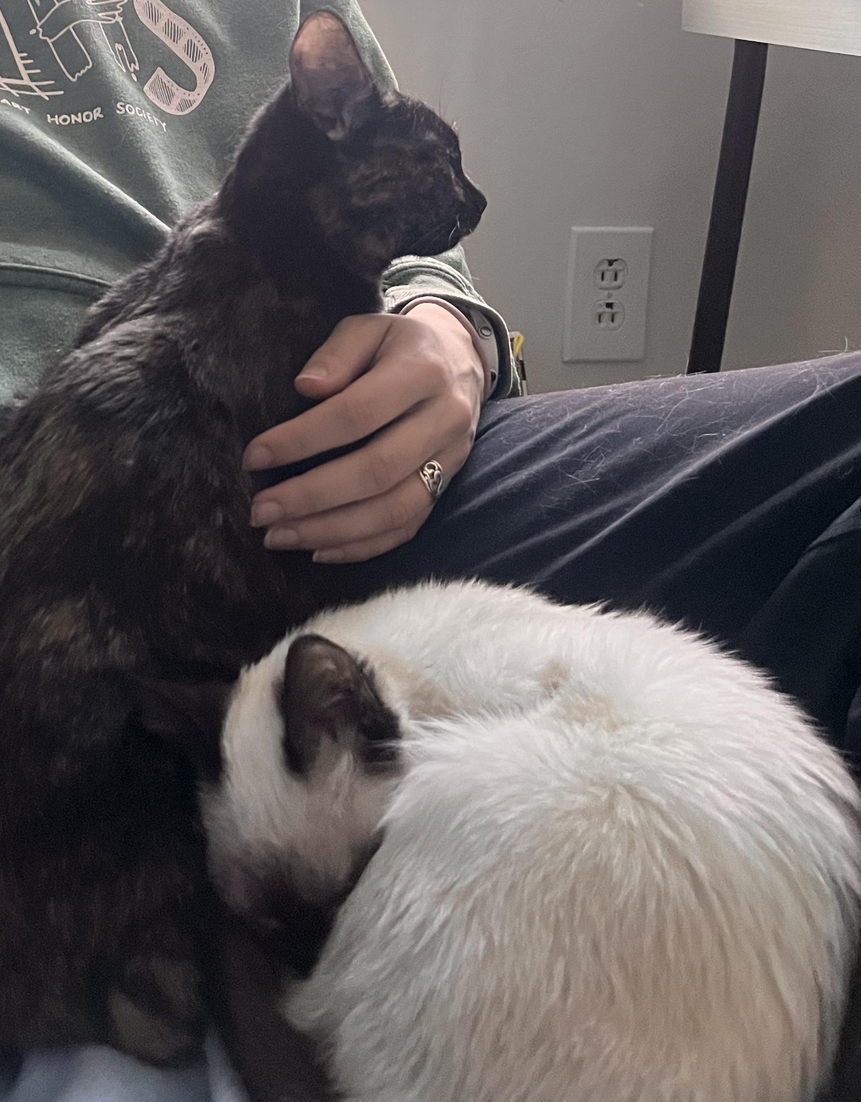 Adopted! Penelope (part of a pair)