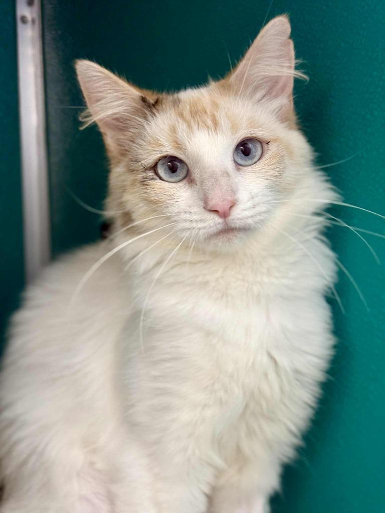 Coral, Adoptable, Young Female Domestic Short Hair.