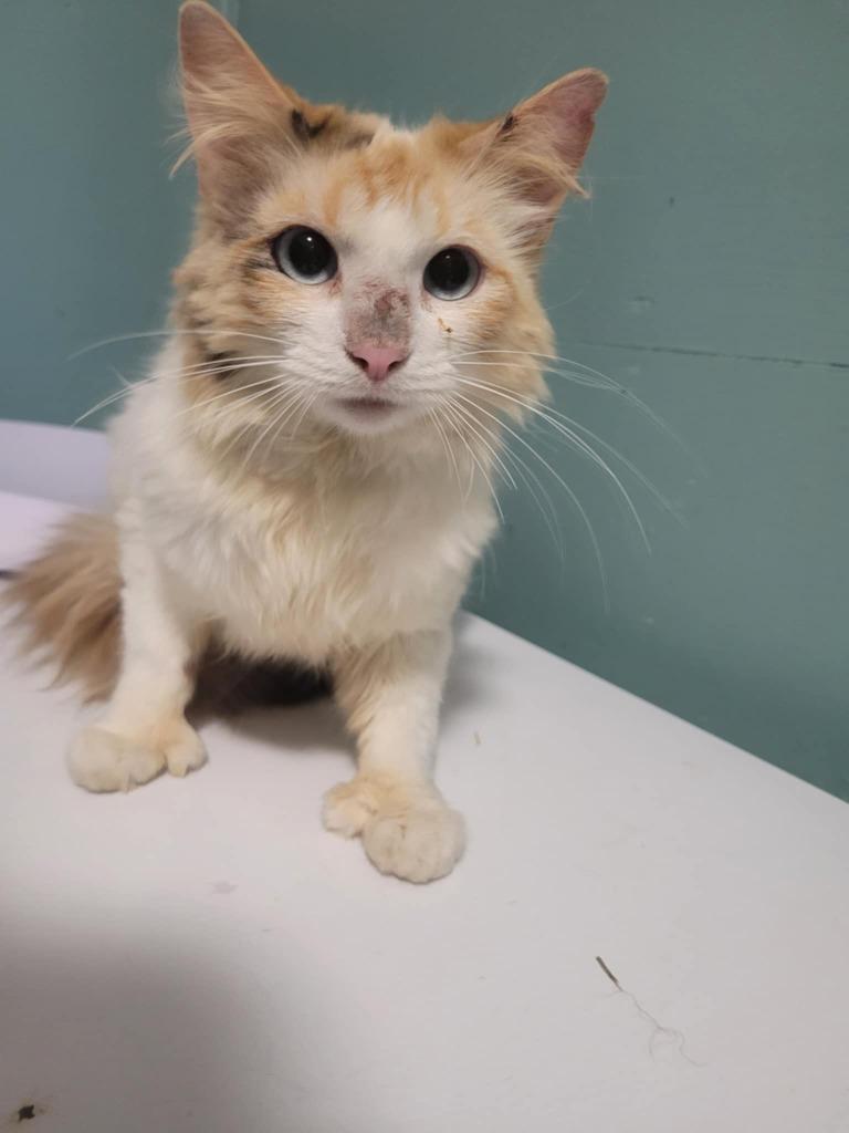 Enlarge Coral, a Adoptable mixed breed in Kodiak, AK image 2/3