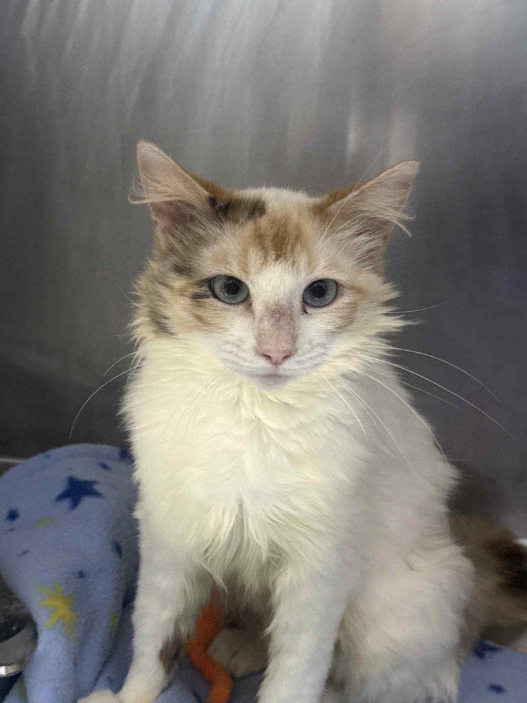 Enlarge Coral, a Adoptable mixed breed in Kodiak, AK image 3/3