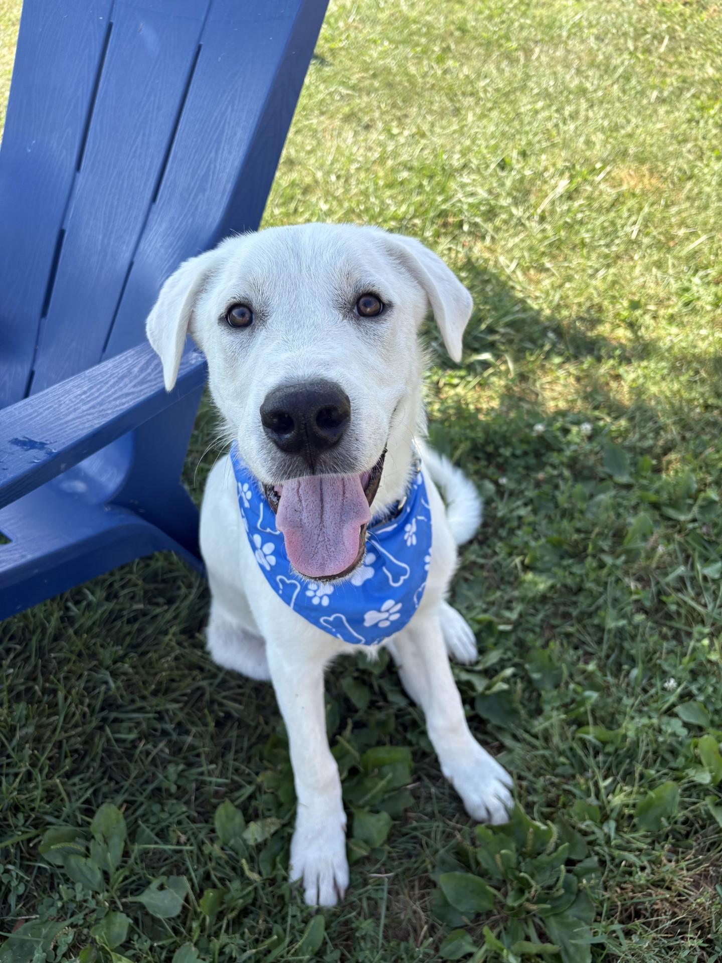 Enlarge Clover, a Adoptable mixed breed in South Charleston, OH image 1/2
