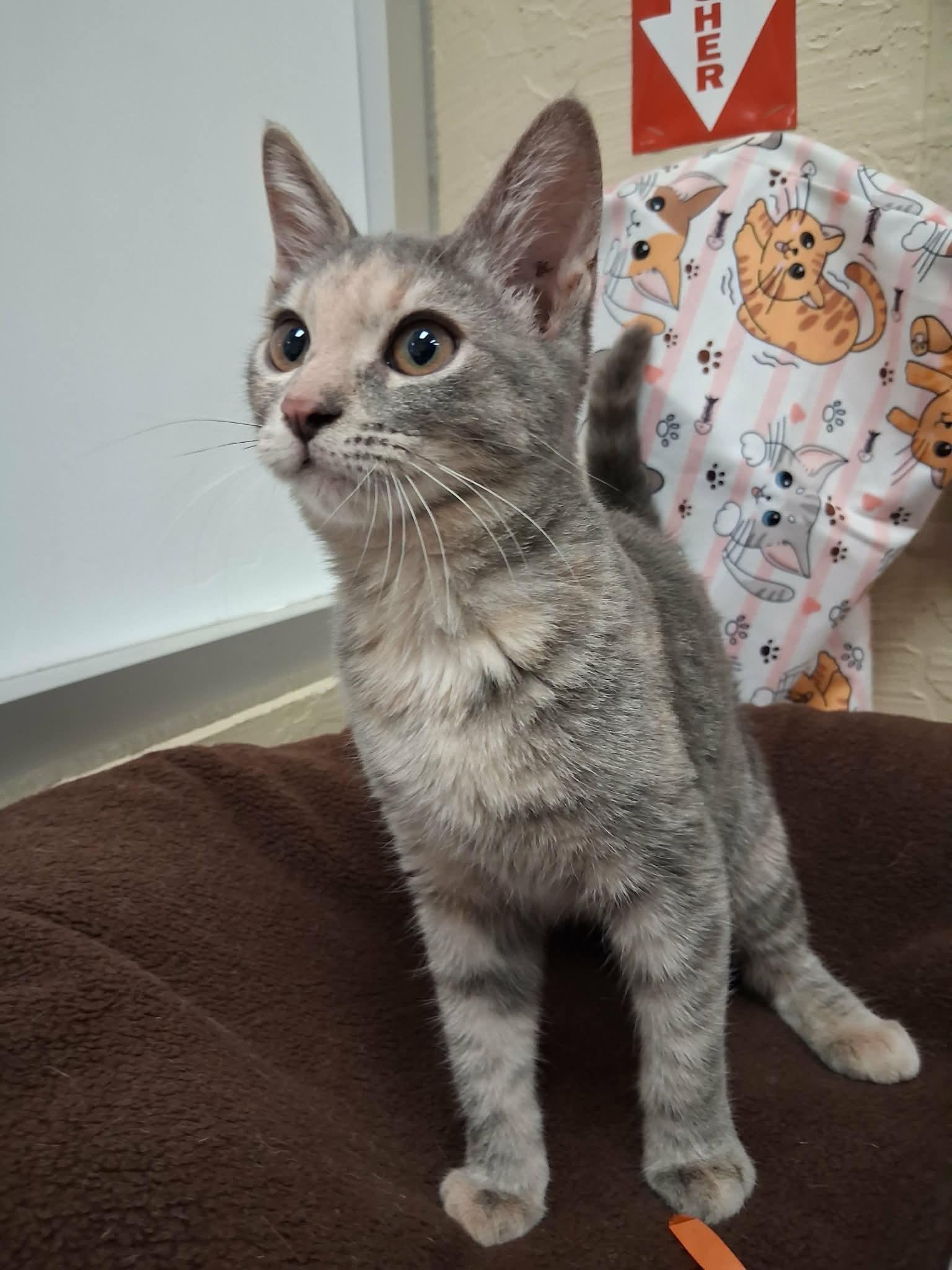 Enlarge Hazel, a Adoptable Tortoiseshell in Parlier, CA image 1/6