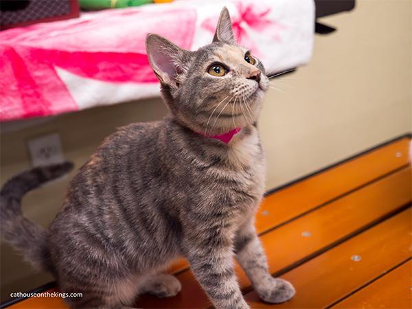 Enlarge Hazel, a Adoptable Tortoiseshell in Parlier, CA image 2/6
