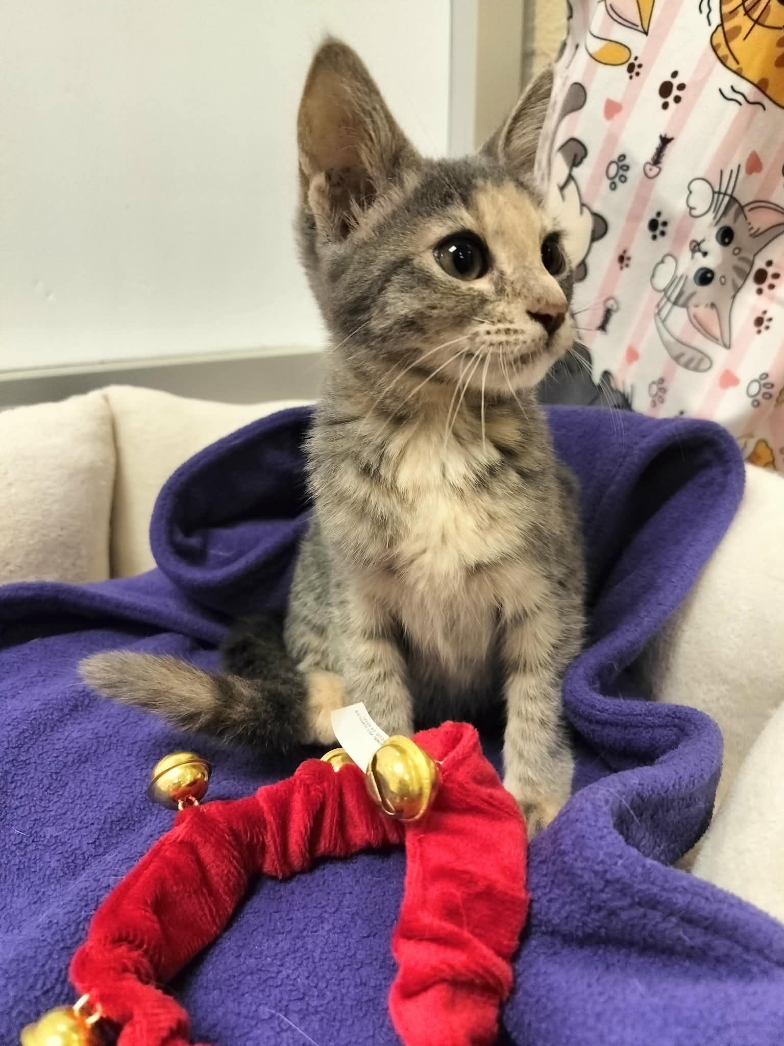 Enlarge Hazel, a Adoptable Tortoiseshell in Parlier, CA image 3/6