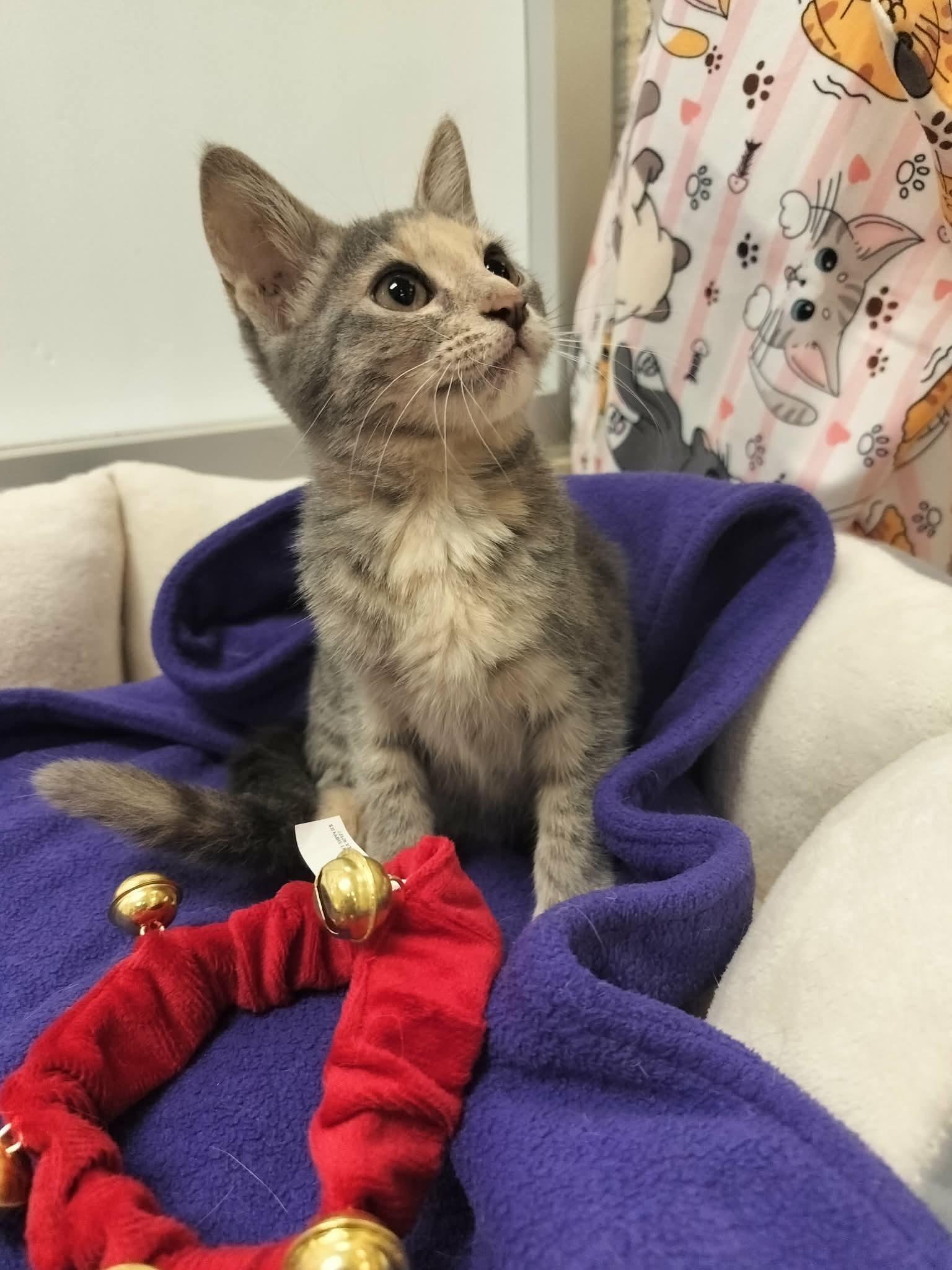Enlarge Hazel, a Adoptable Tortoiseshell in Parlier, CA image 4/6