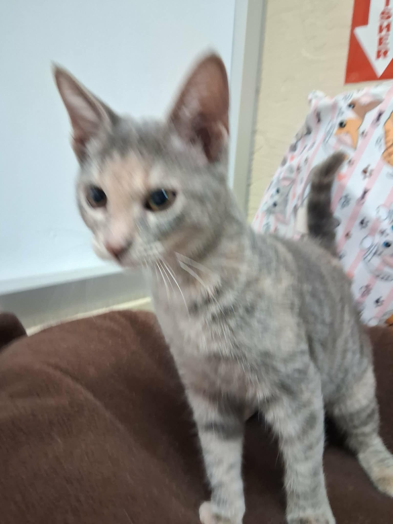 Enlarge Hazel, a Adoptable Tortoiseshell in Parlier, CA image 5/6