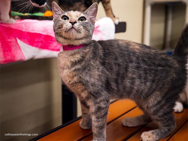 Enlarge Hazel, a Adoptable Tortoiseshell in Parlier, CA image 6/6