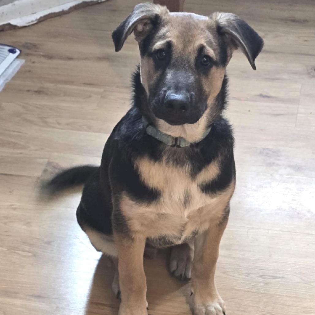 Enlarge Lucky, a Adoptable Mixed Breed in Buffalo, MN image 1/3