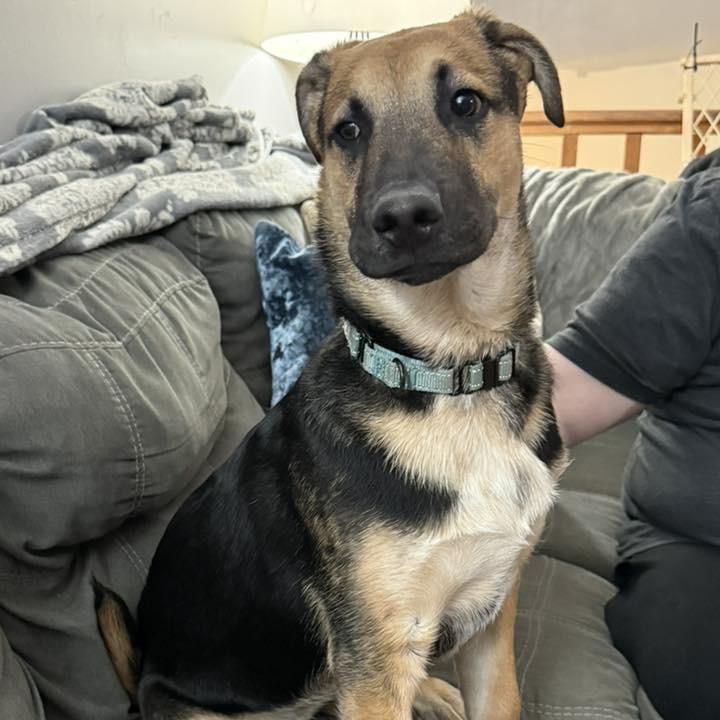 Enlarge Lucky, a Adoptable Mixed Breed in Buffalo, MN image 2/3