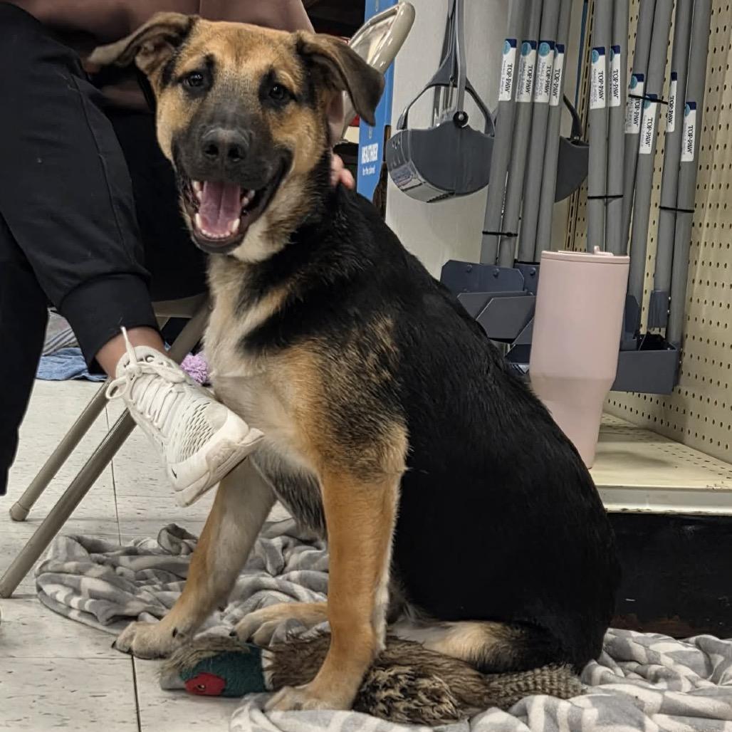 Lucky, Adoptable, Young Male Mixed Breed.