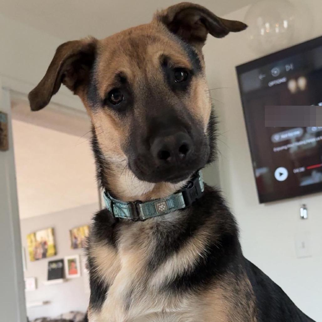 Enlarge Lucky, a Adoptable Mixed Breed in Buffalo, MN image 2/6