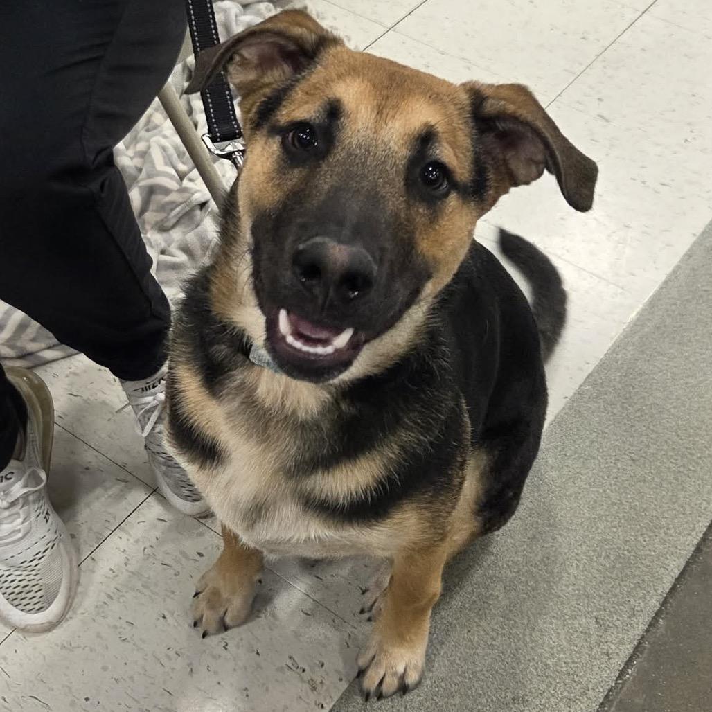 Lucky, a Adoptable Mixed Breed in Buffalo, MN image 4/6