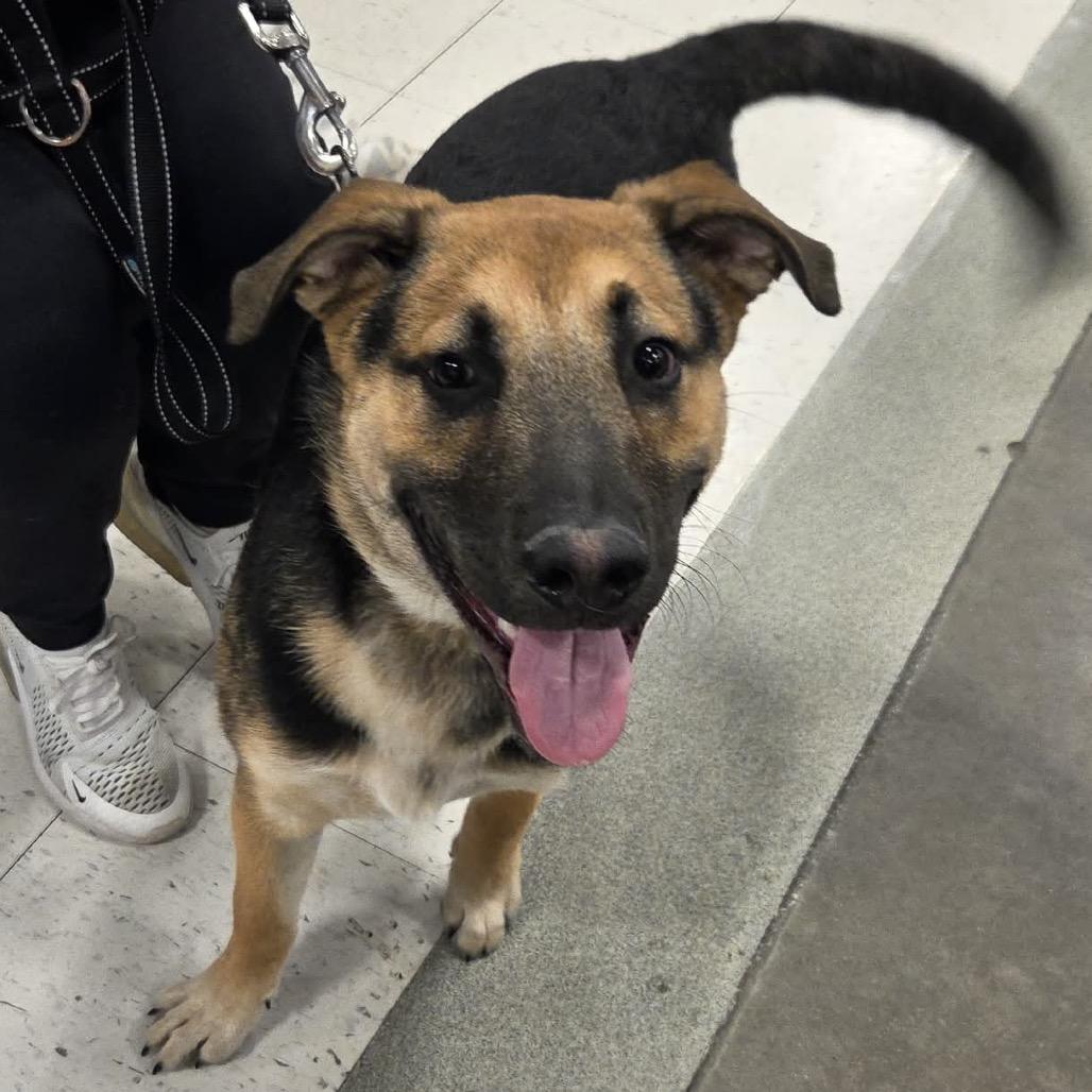 Lucky, a Adoptable Mixed Breed in Buffalo, MN image 5/6