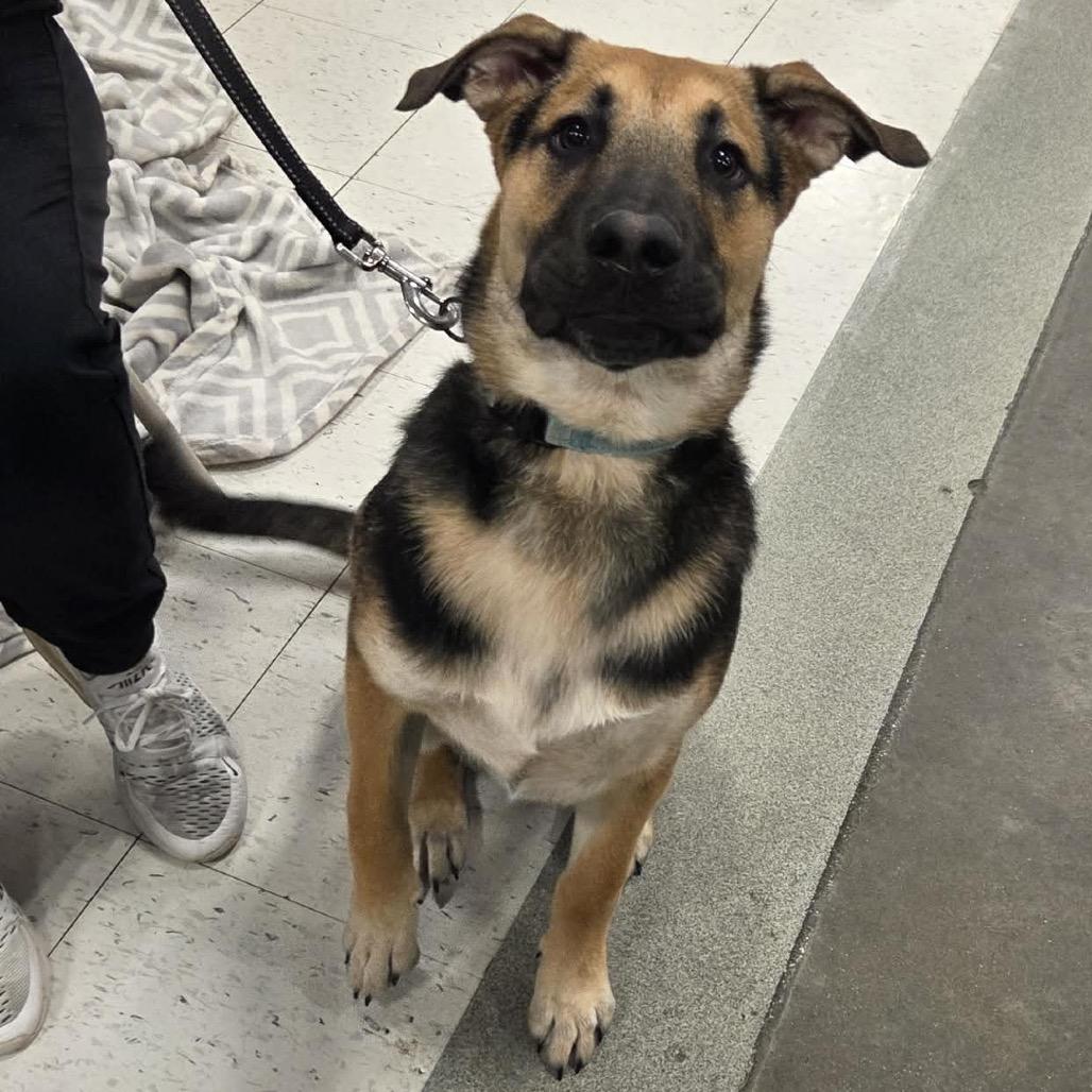 Lucky, a Adoptable Mixed Breed in Buffalo, MN image 6/6