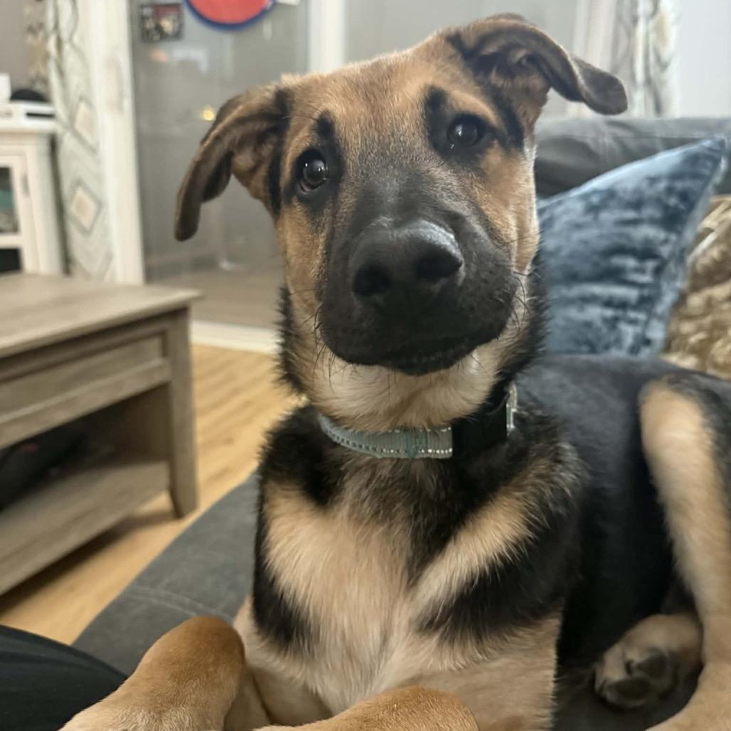 Enlarge Lucky, a Adoptable Mixed Breed in Buffalo, MN image 3/3