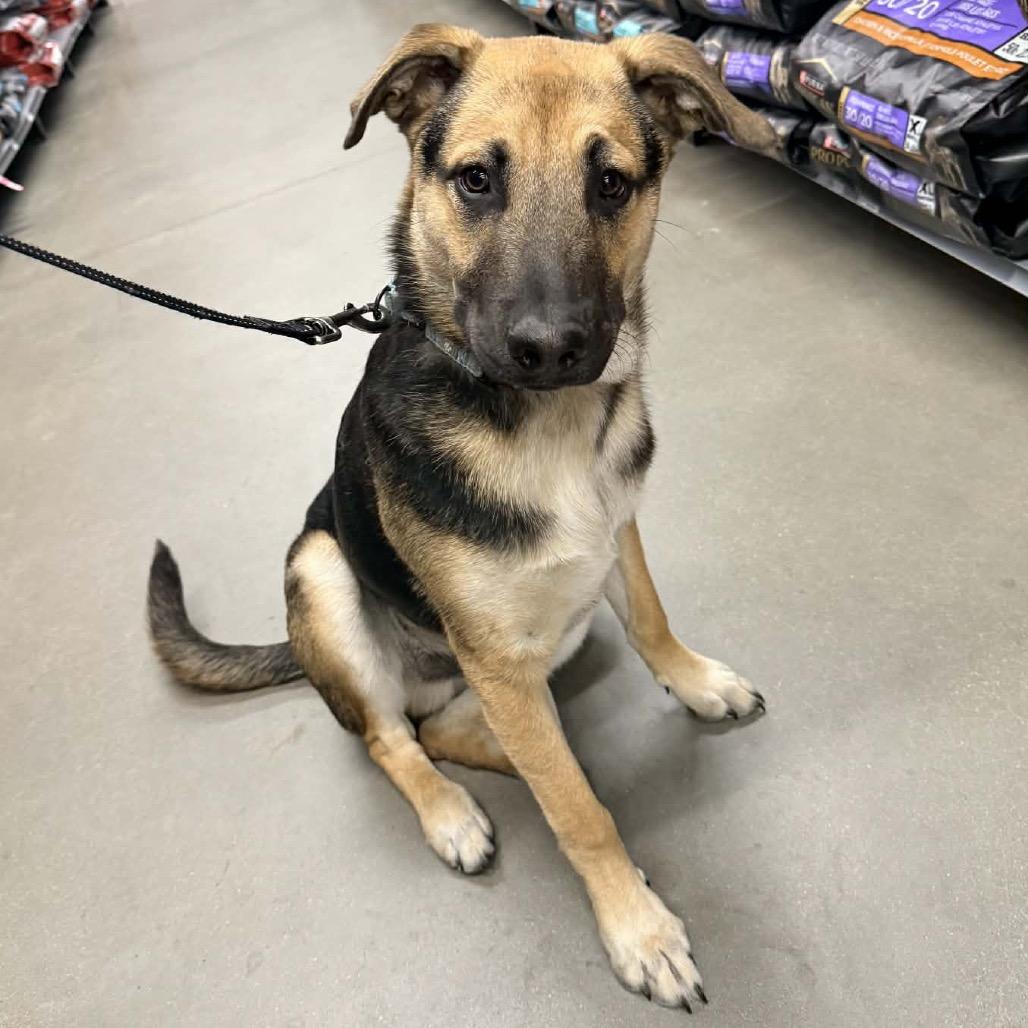 Enlarge Lucky, a Adoptable Mixed Breed in Buffalo, MN image 6/6