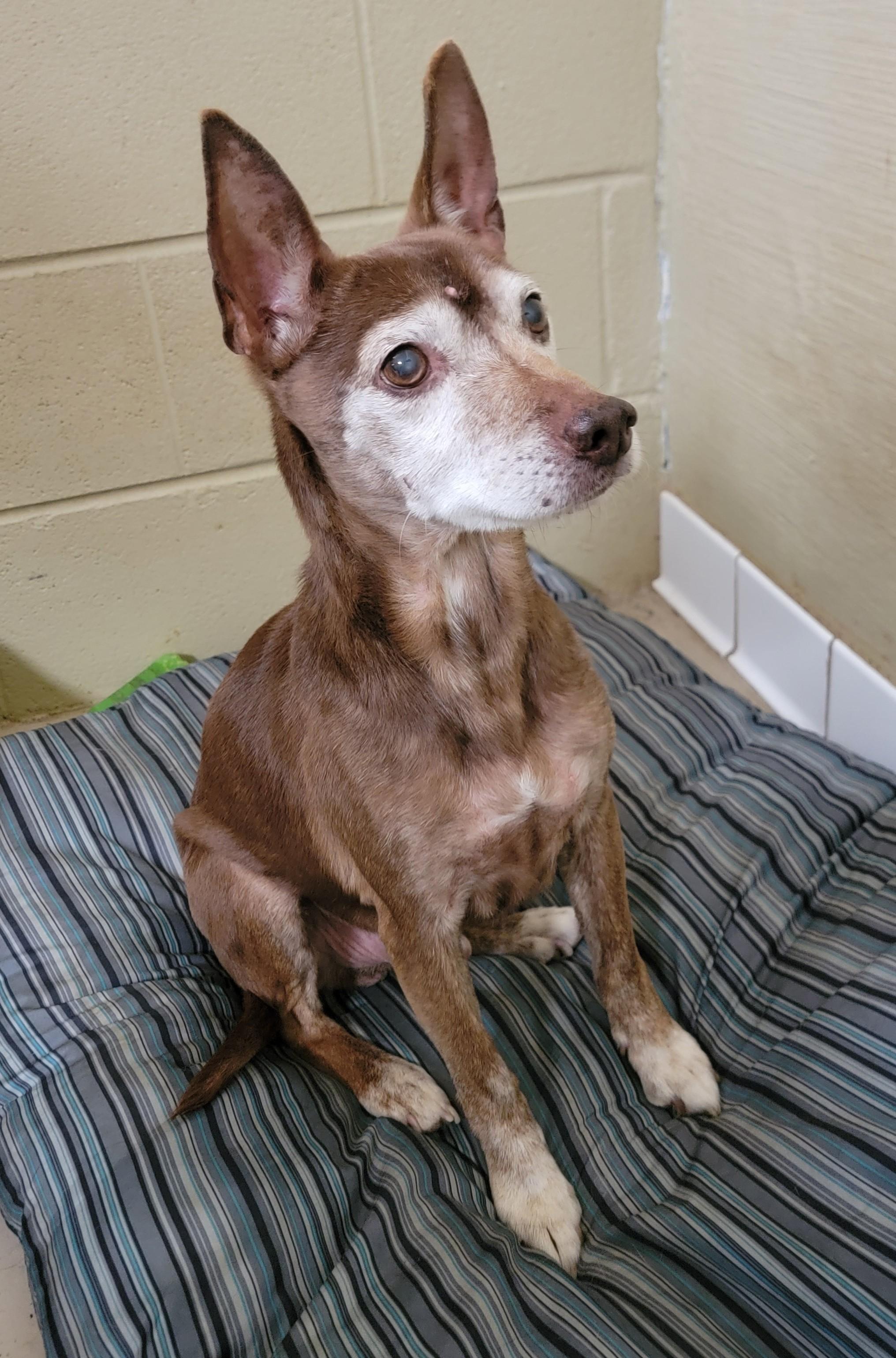 Enlarge Bruno, a Adoptable Terrier in Mount Sterling, KY image 4/6