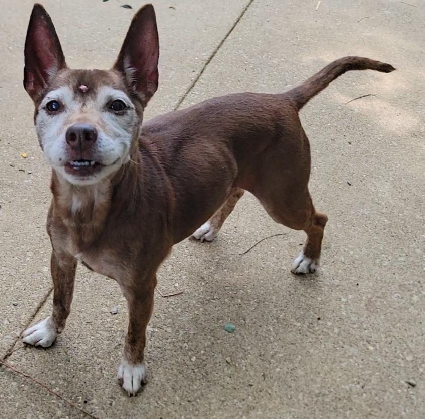 Enlarge Bruno, a Adoptable Terrier in Mount Sterling, KY image 3/6