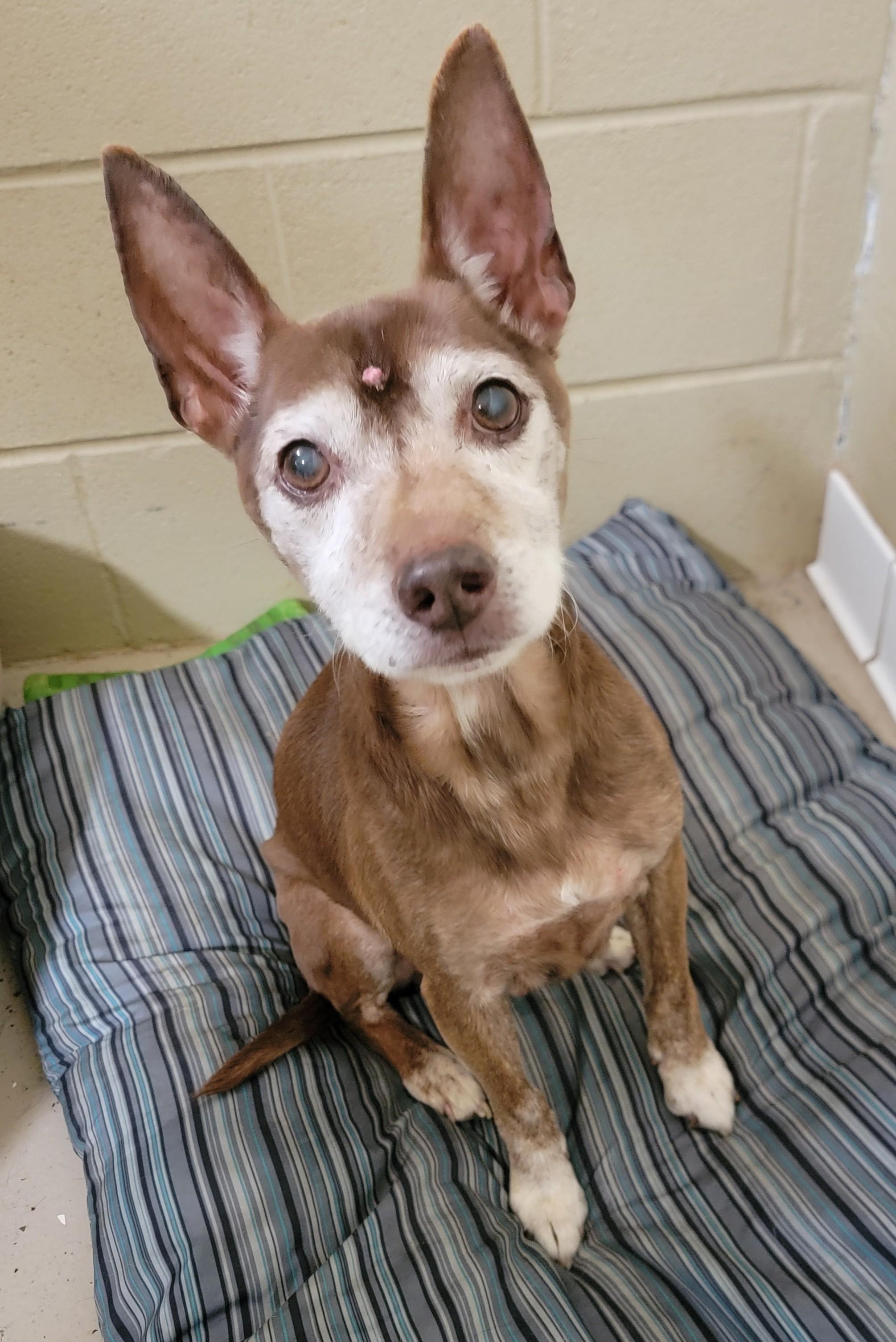 Enlarge Bruno, a Adoptable Terrier in Mount Sterling, KY image 1/6