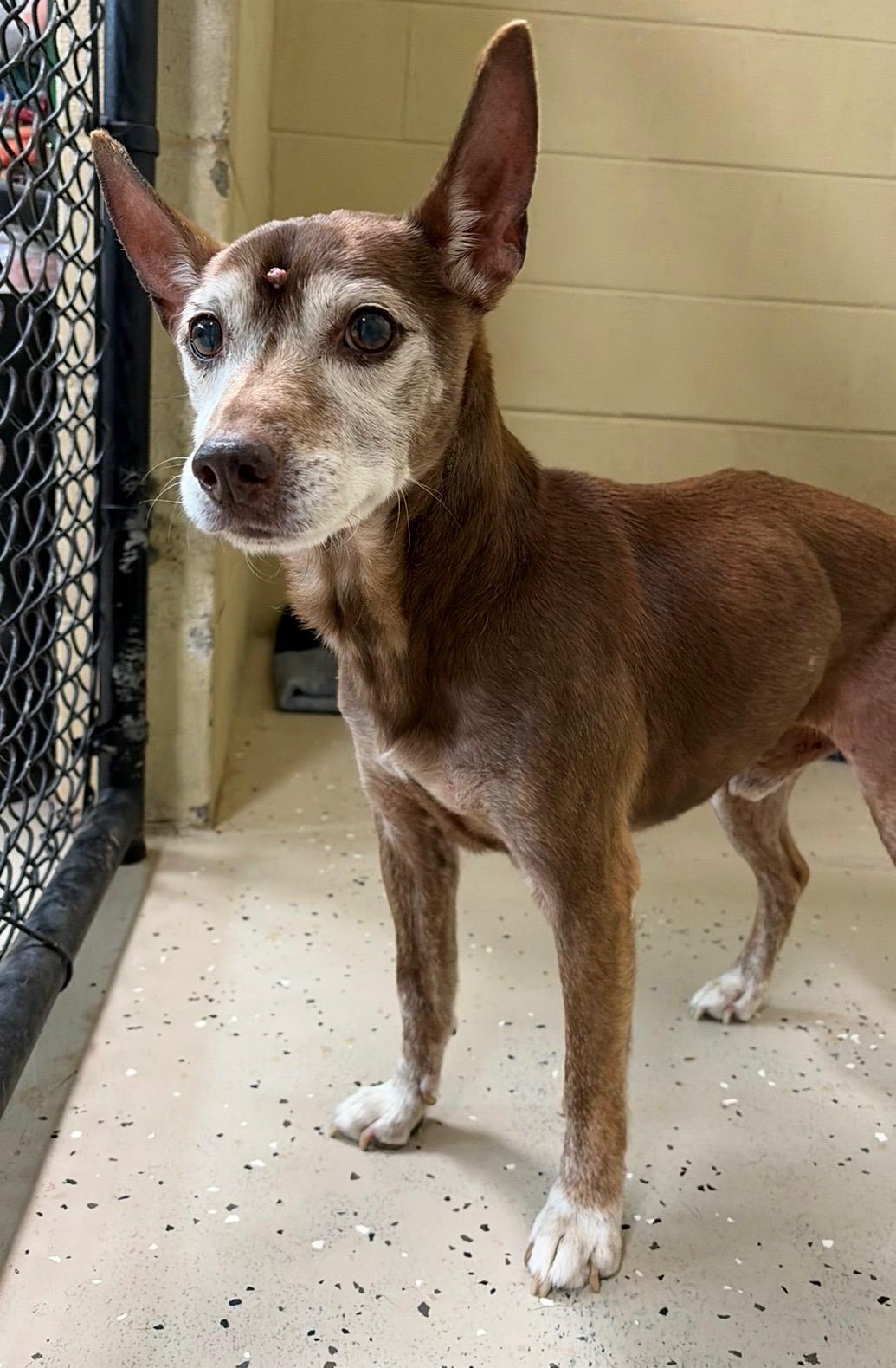 Enlarge Bruno, a Adoptable Terrier in Mount Sterling, KY image 5/6