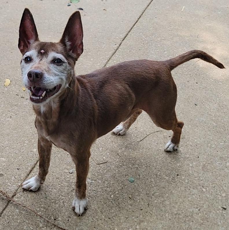 Enlarge Bruno, a Adoptable Terrier in Mount Sterling, KY image 2/6