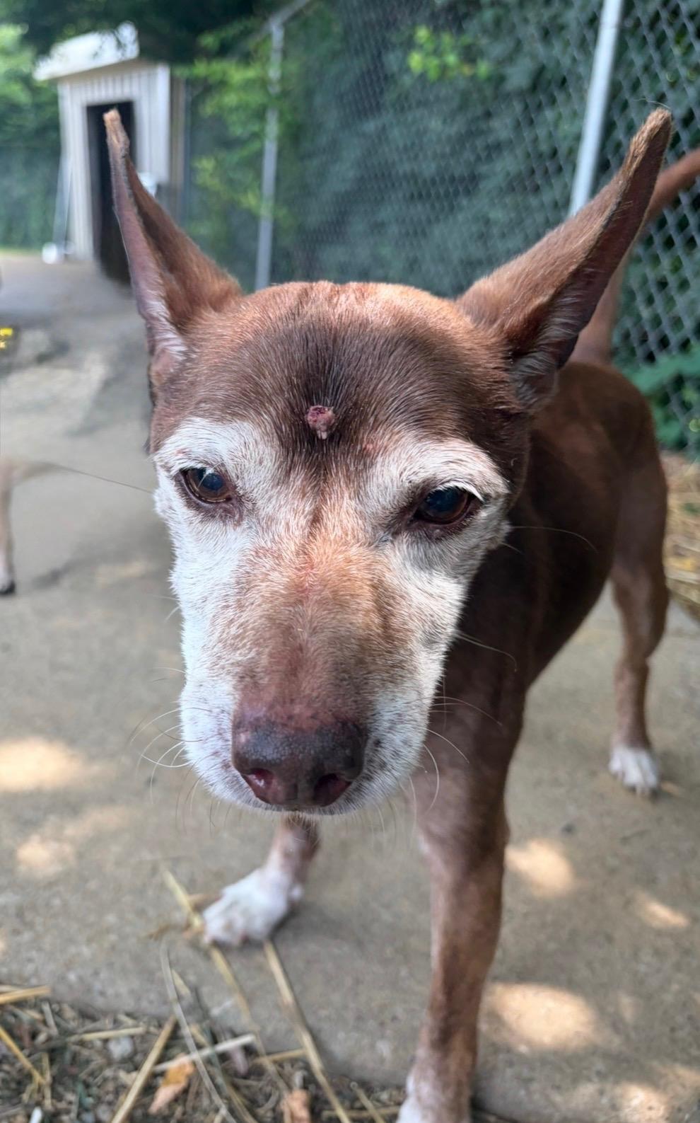Enlarge Bruno, a Adoptable Terrier in Mount Sterling, KY image 6/6