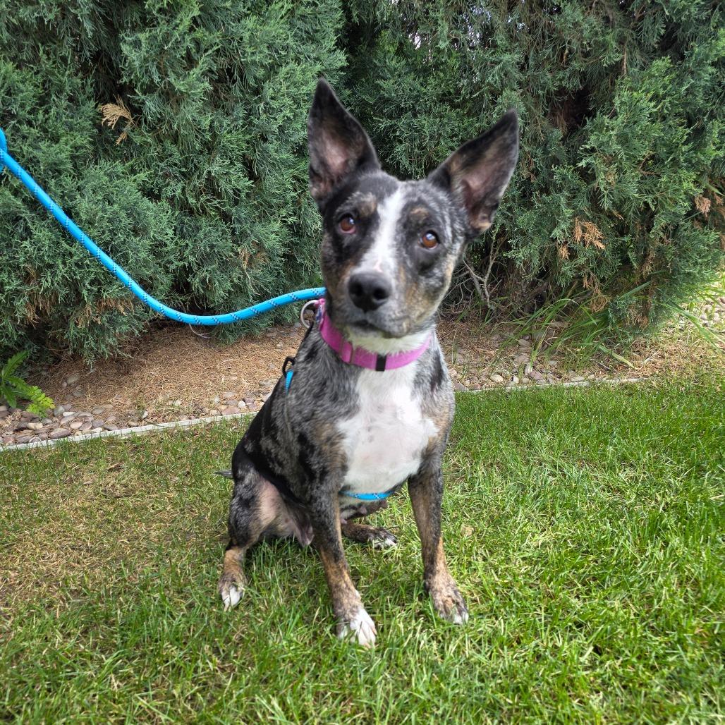 Sweetheart, a Adoptable mixed breed in Great Falls, MT image 1/2