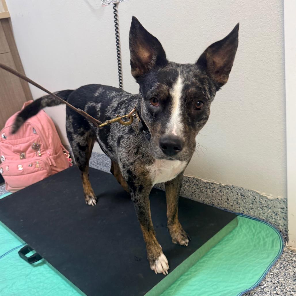 Sweetheart, a Adoptable mixed breed in Great Falls, MT image 2/2