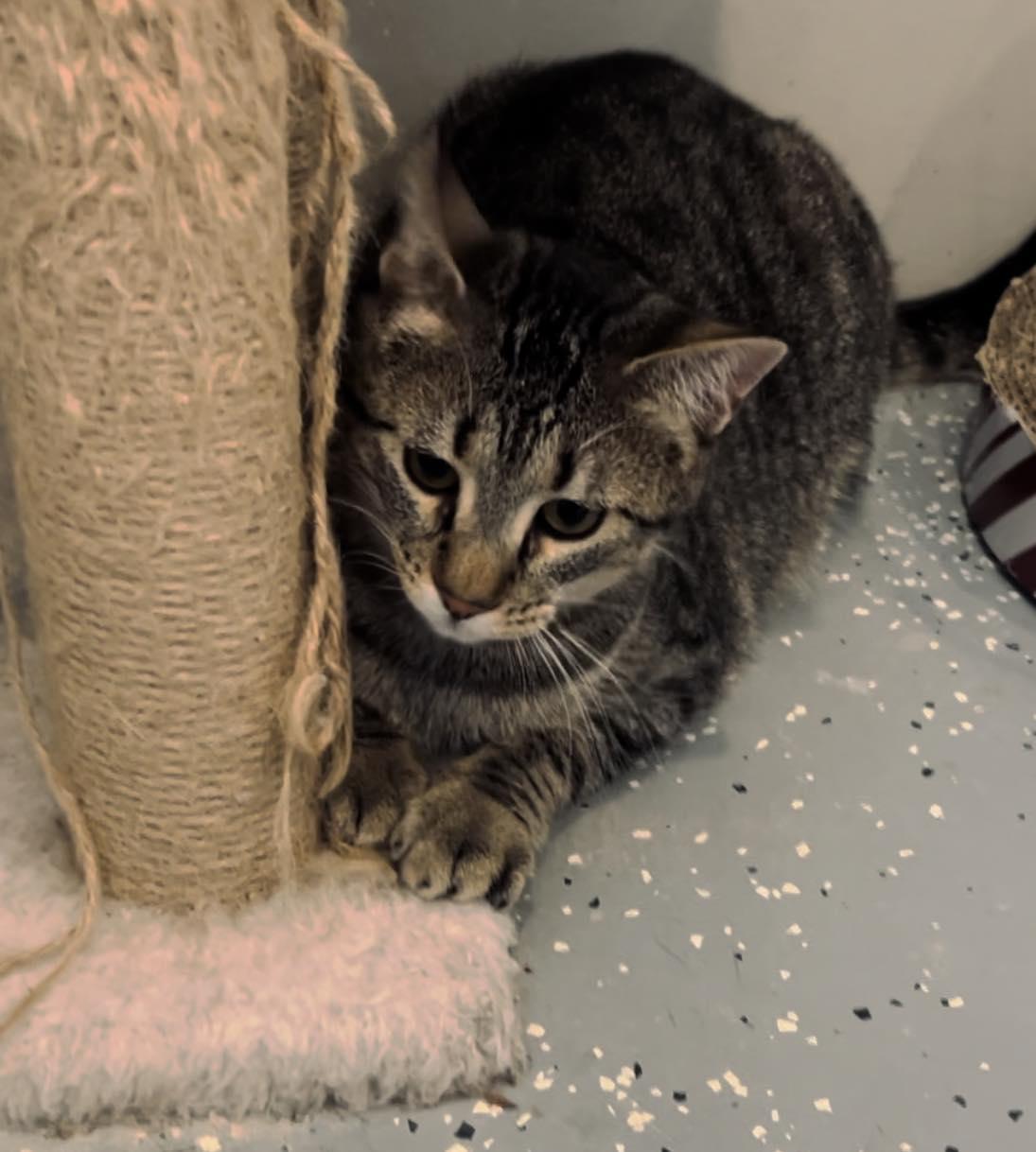 Baylor, Adoptable, Kitten Female Domestic Short Hair.