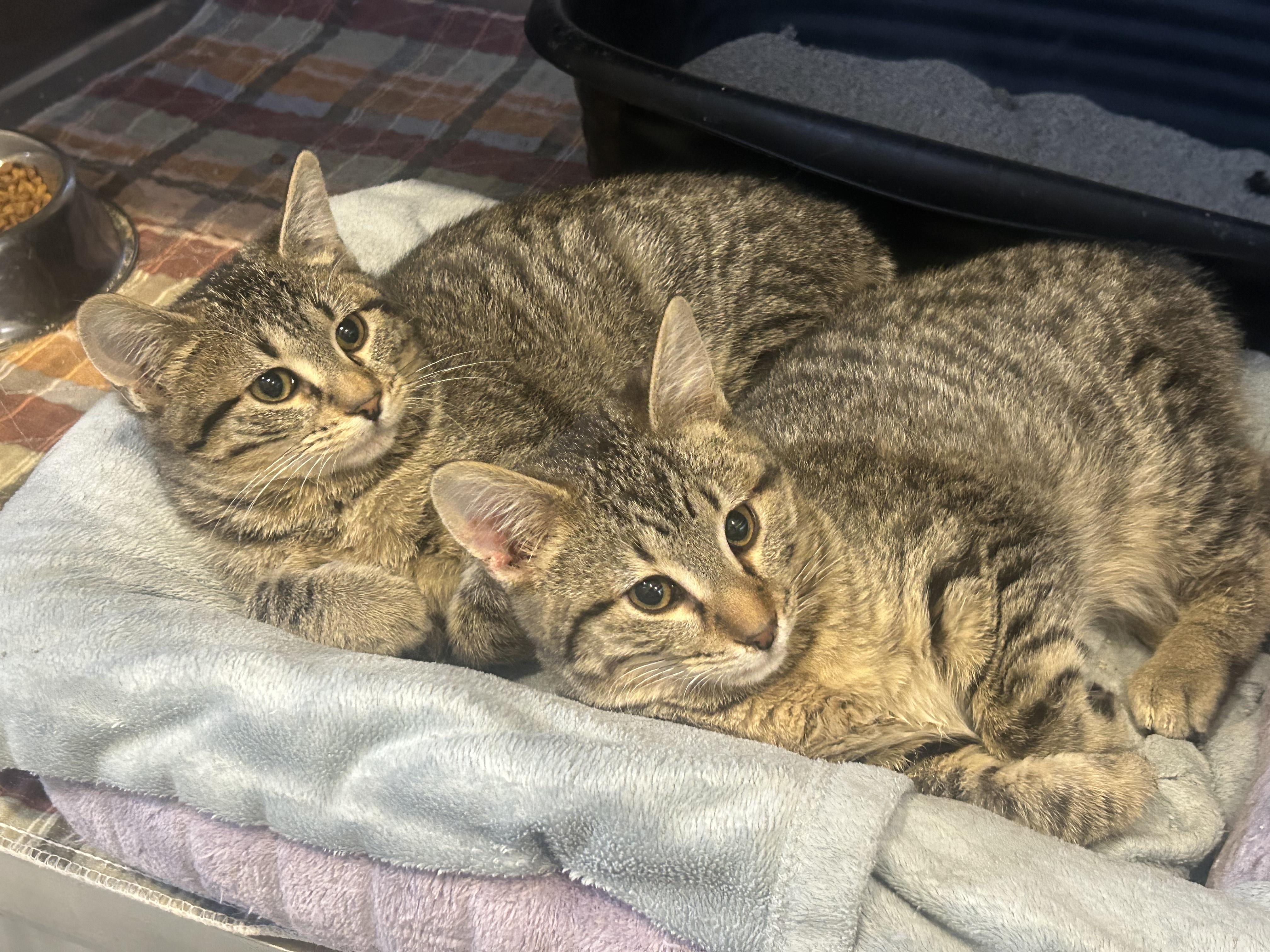 Enlarge Baylor, a Adoptable Domestic Short Hair in Bloomsdale, MO image 2/3