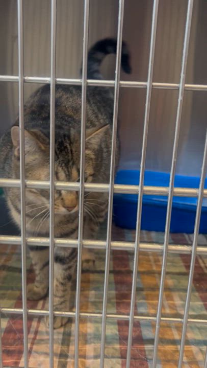 Enlarge Baylor, a Adoptable Domestic Short Hair in Bloomsdale, MO video 3/3
