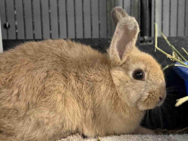 BIANCA, Adoptable, Adult Female Bunny Rabbit.