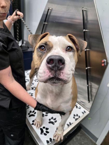 08479B Arya, Adoptable, Adult Female Pit Bull Terrier & Mixed Breed.