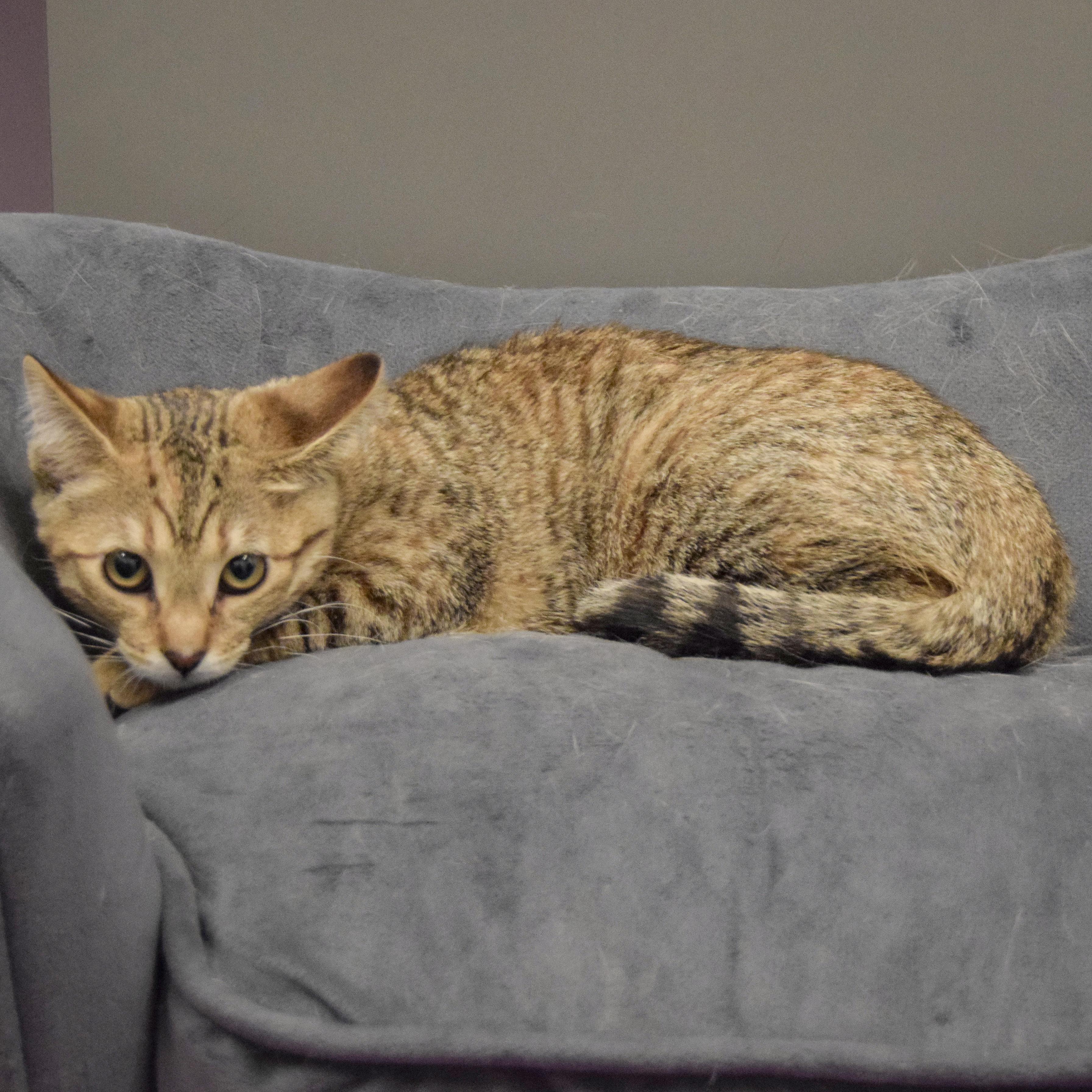 Cleo photo 3