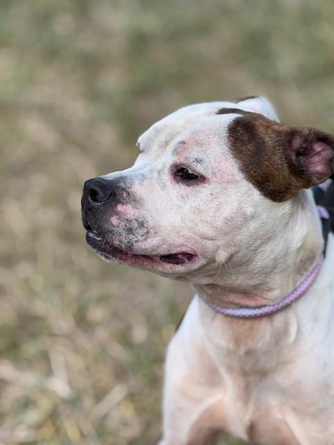 Henry — thumbnail 6