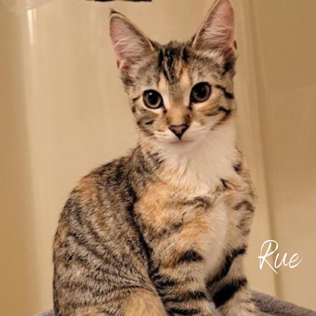 Rue, ADOPTABLE, Young Female Domestic Short Hair.