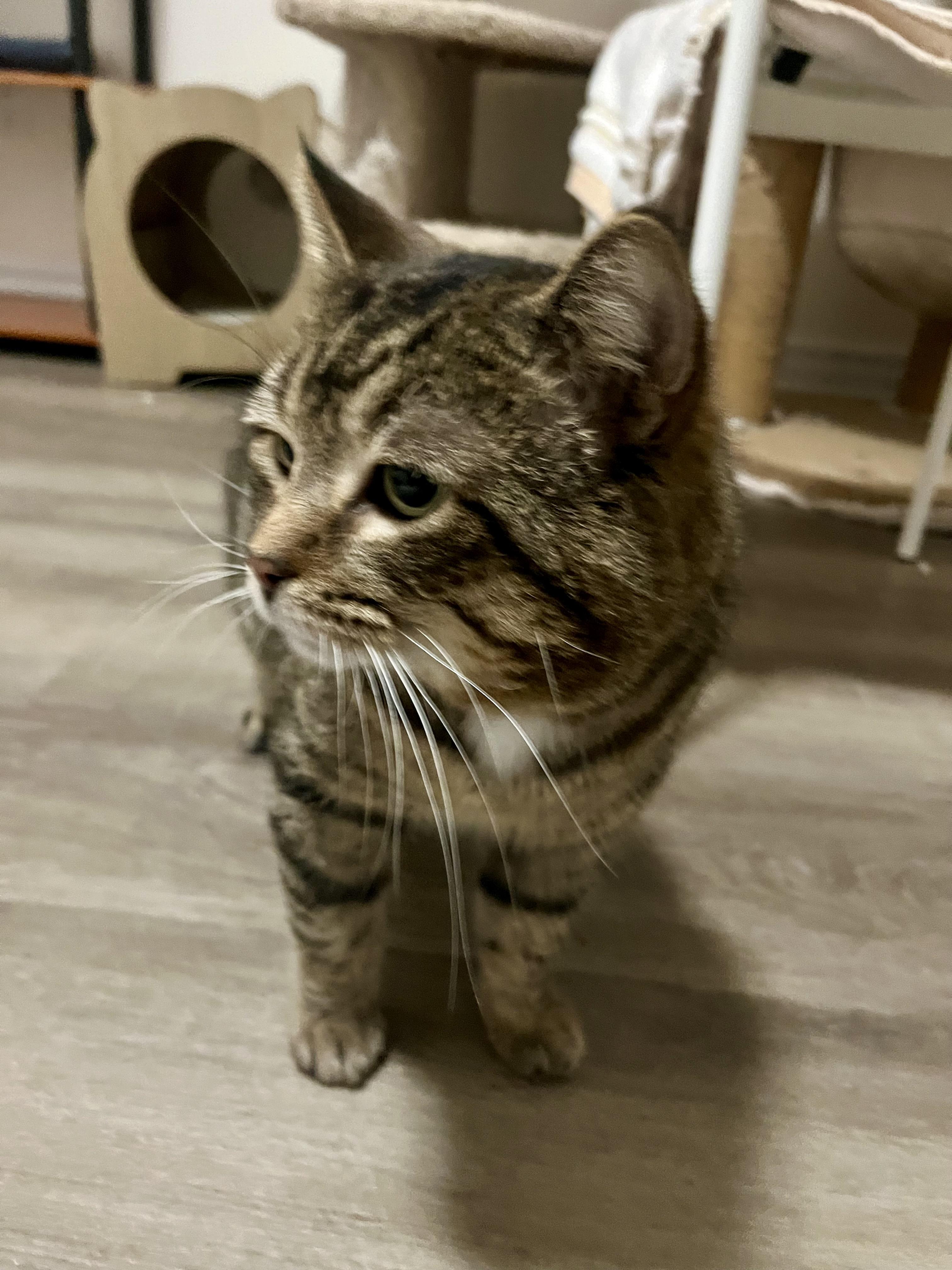 Joseph, an adopted Domestic Short Hair in Hamilton, ON image 2/6