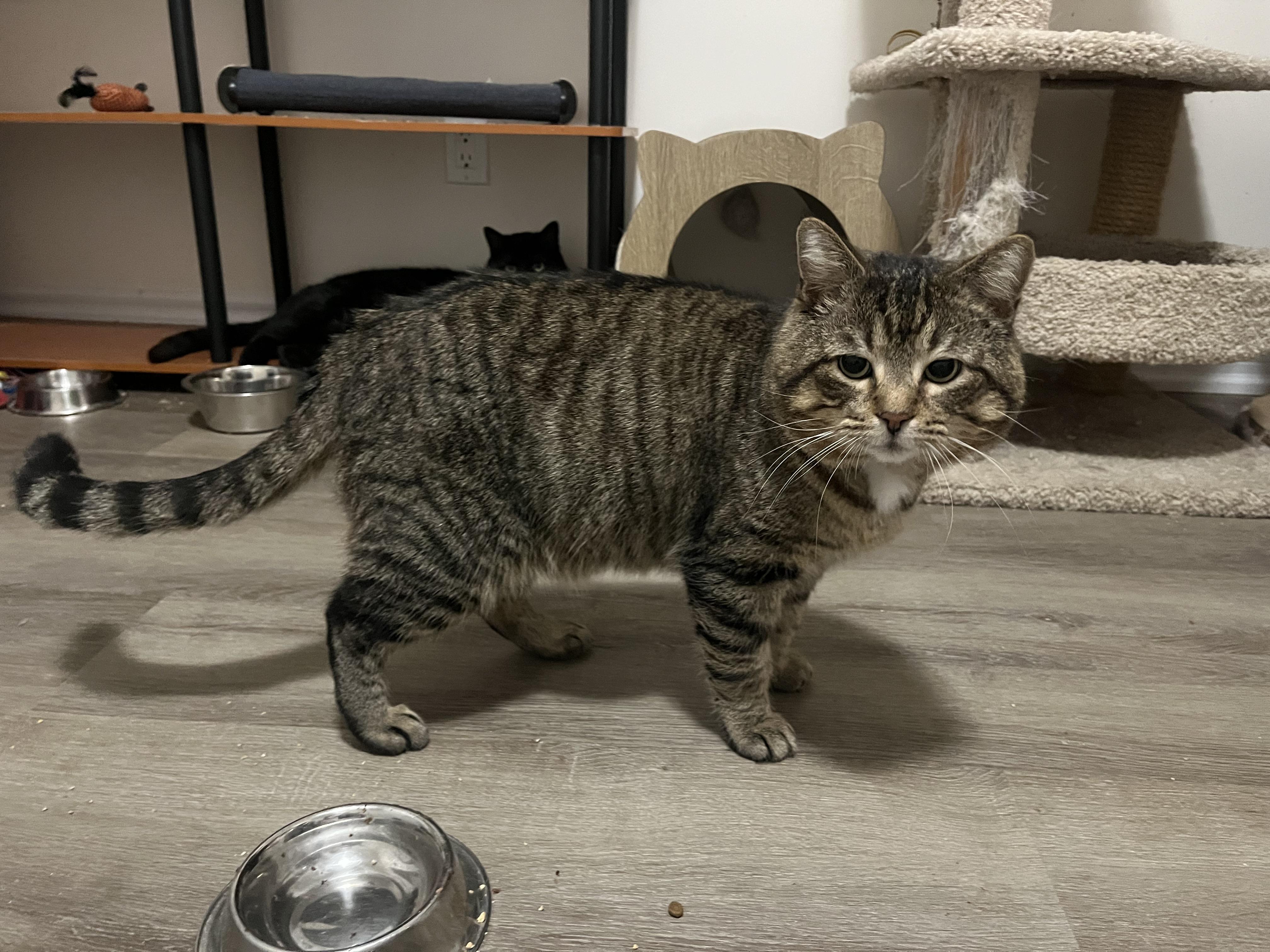 Joseph, an adopted Domestic Short Hair in Hamilton, ON image 5/6