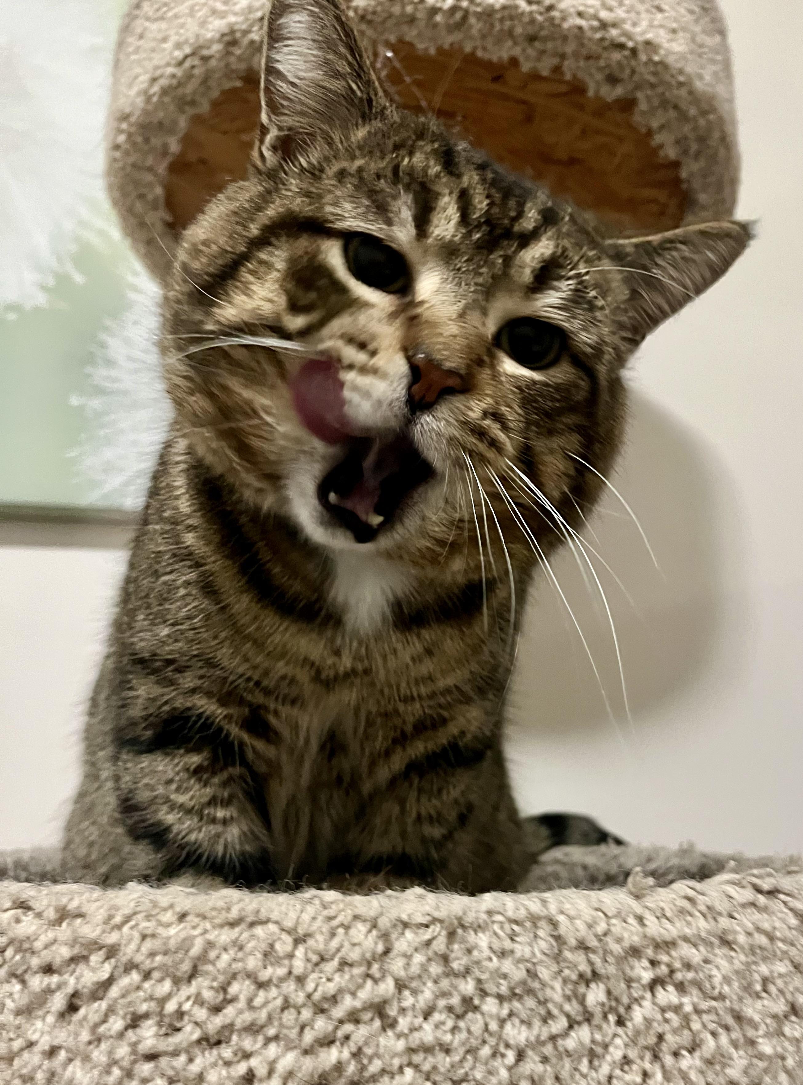 Joseph, an adopted Domestic Short Hair in Hamilton, ON image 6/6