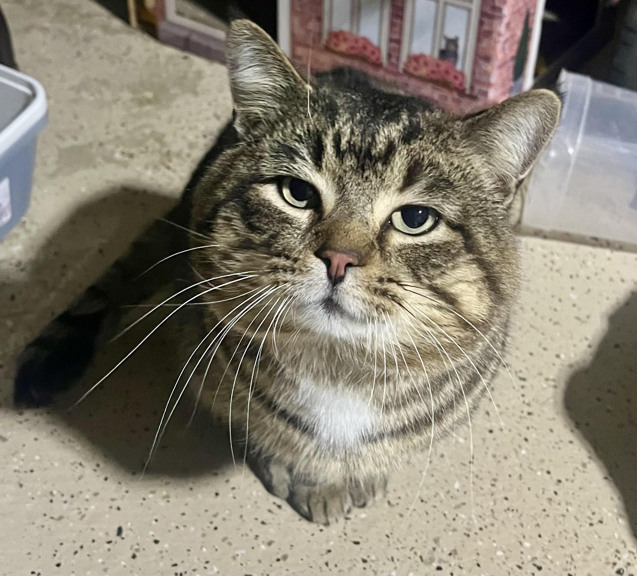 Joseph, adopted, Adult Male Domestic Short Hair.