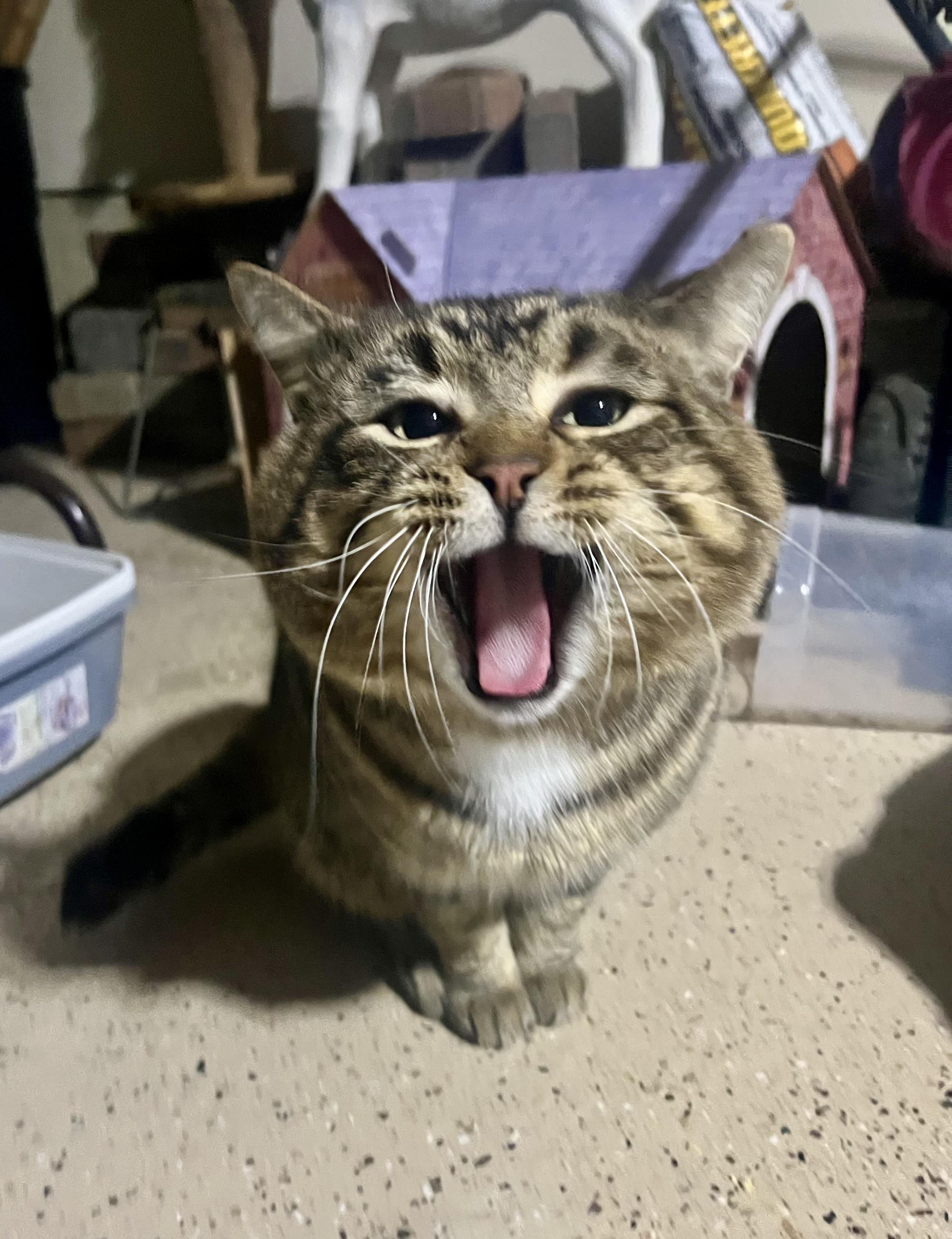 Joseph, an adopted Domestic Short Hair in Hamilton, ON image 3/6