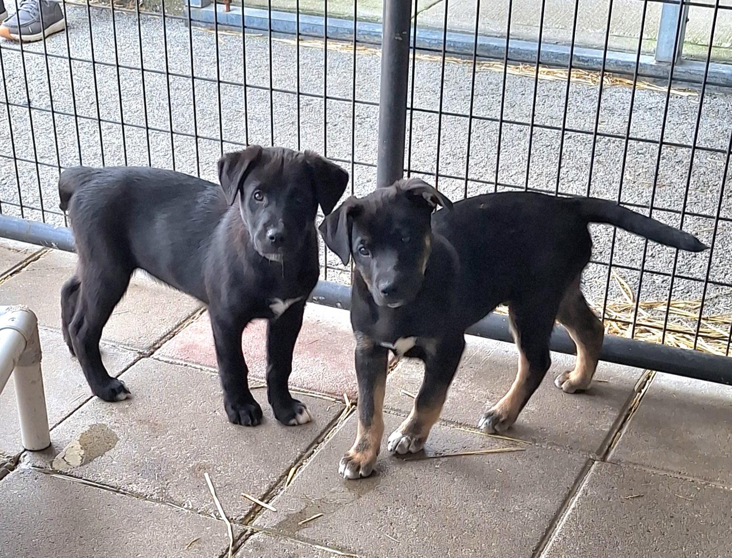 Enlarge Rock-n-Roll litter, a ADOPTABLE mixed breed in Stanton, KY image 3/5
