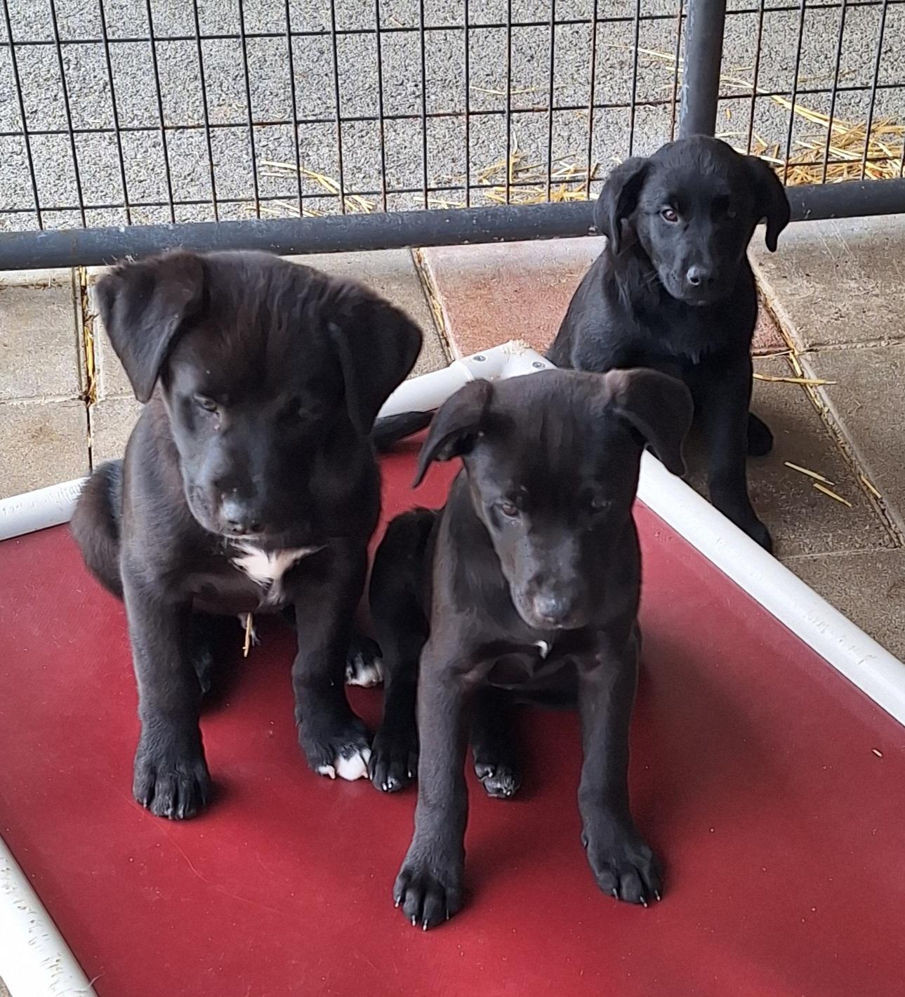 Rock-n-Roll litter, ADOPTABLE, Young Male Black Labrador Retriever & Shepherd.